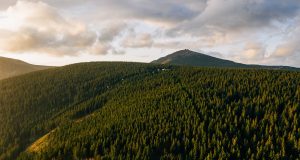 aerial view of forest