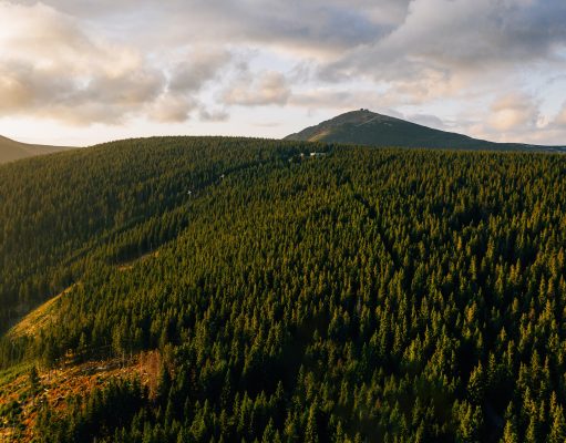 aerial view of forest