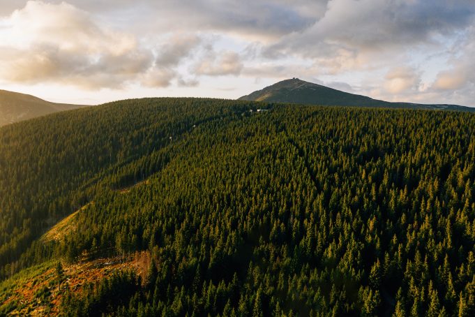 aerial view of forest