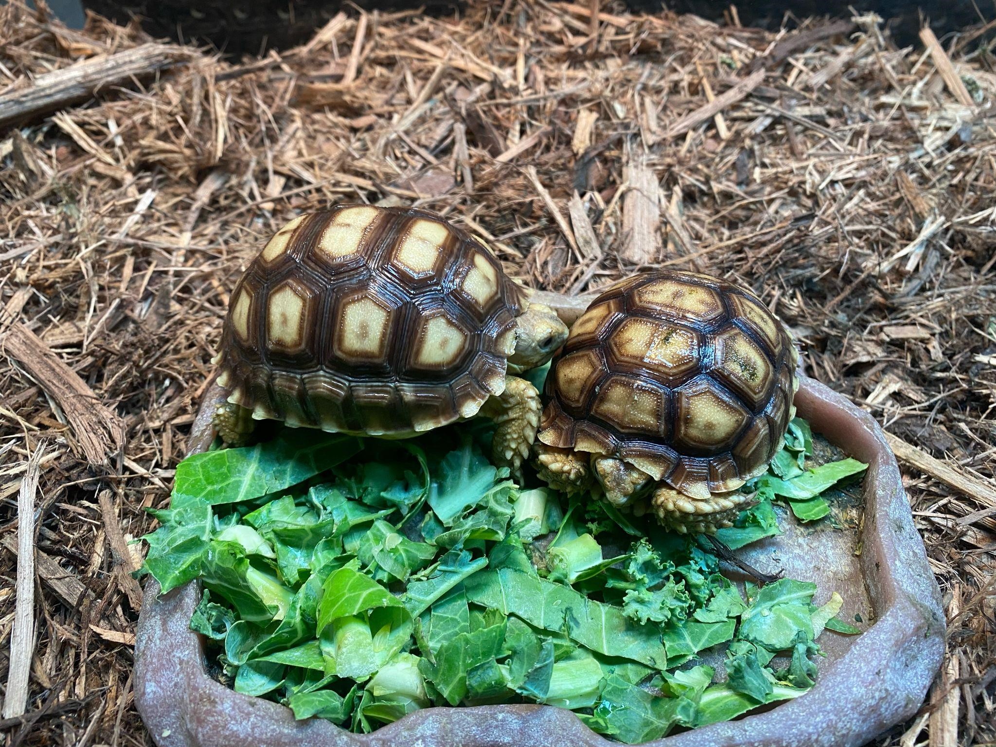 Interesting Facts About Pet Sulcata Tortoises Universe News Network