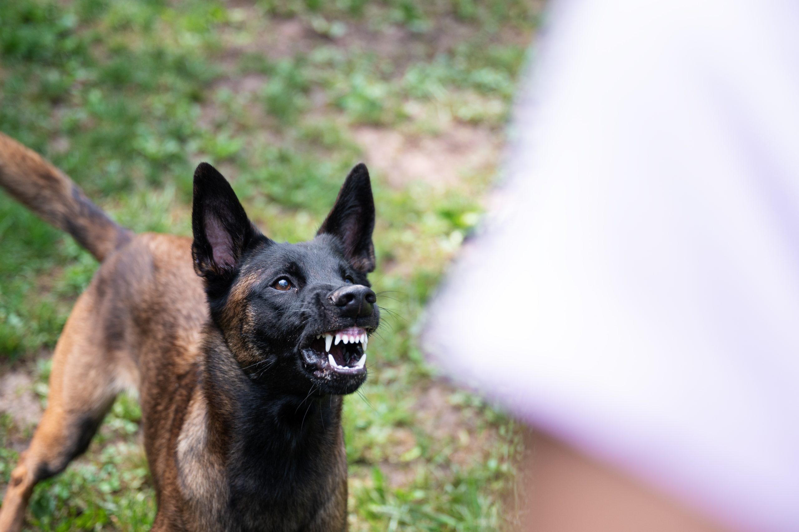 Life Flight Called After Two Brothers Attacked by a Dog in Houston