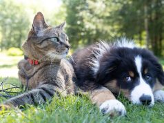 pet