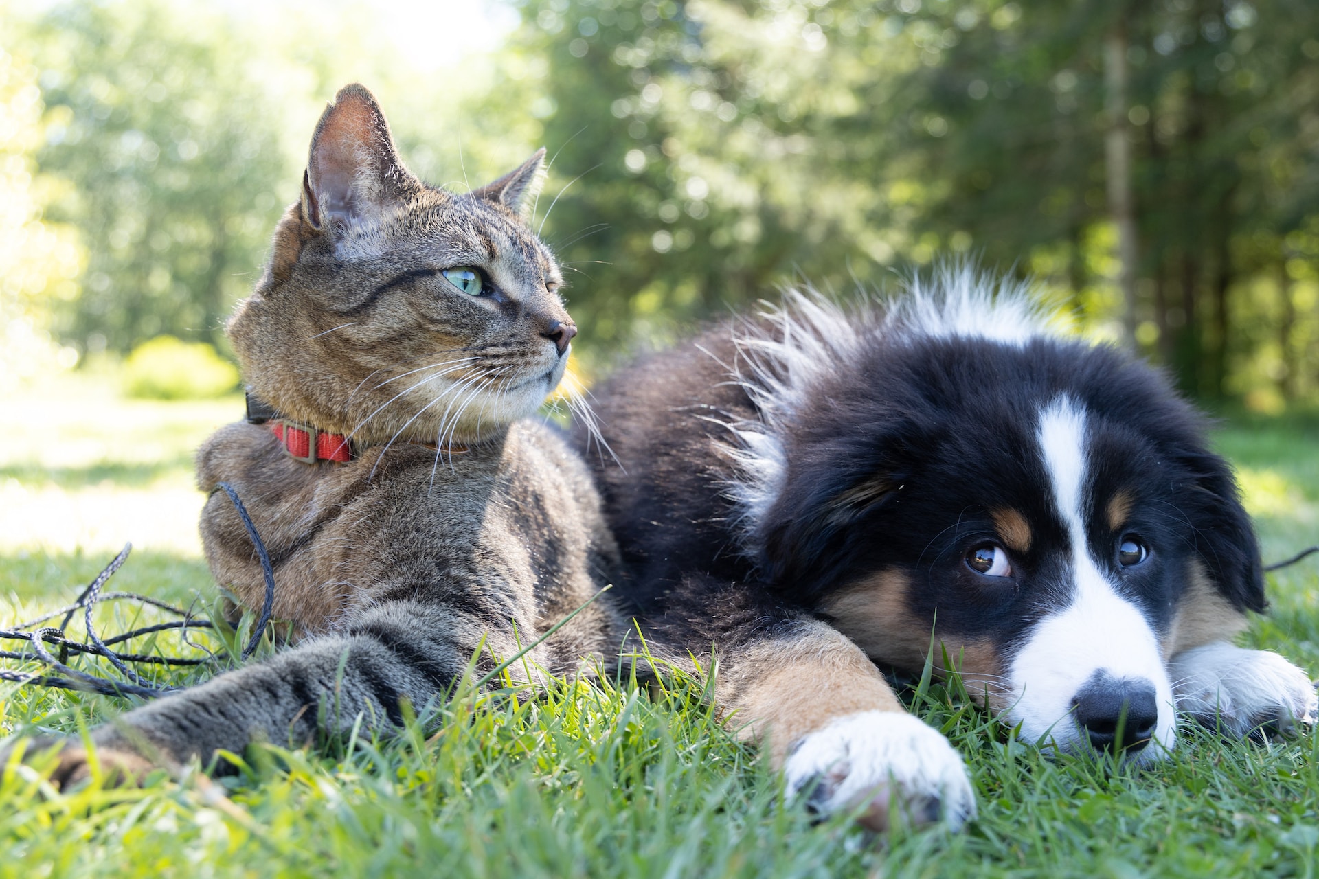 pet