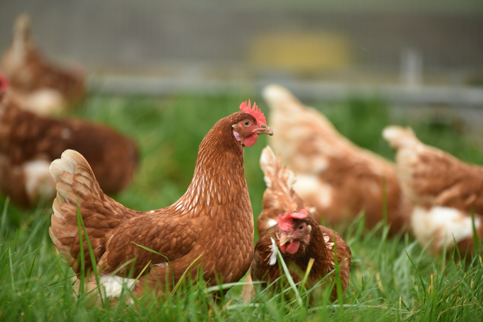 Top 10 Chicken Breeds for a Thriving Farm