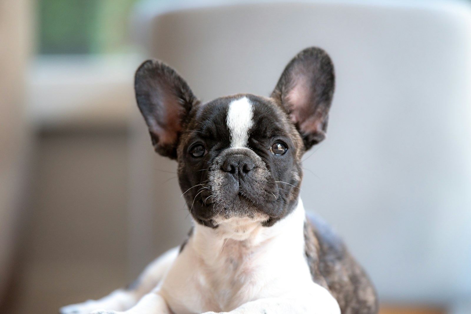 Small dog breeds