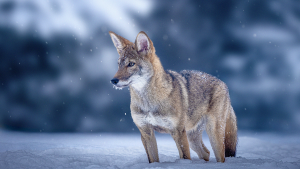 Ghost Wolves of the Gulf Coast Unlock Lost Genetic Diversity
