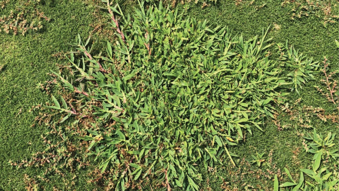The Role Of Brush Cutters In Turf Renovation And Weed Control – How The BRC-28 Helps Maintain Healthy Turf?