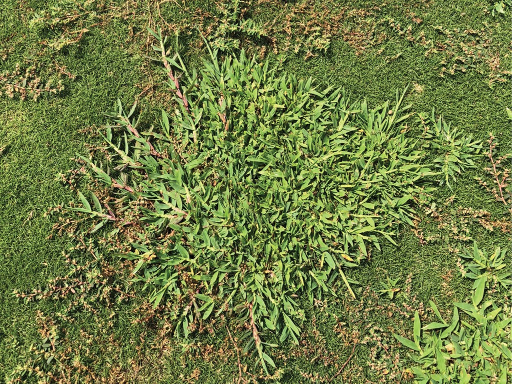 The Role Of Brush Cutters In Turf Renovation And Weed Control – How The BRC-28 Helps Maintain Healthy Turf?