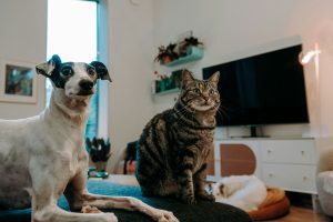 Pet Sitters