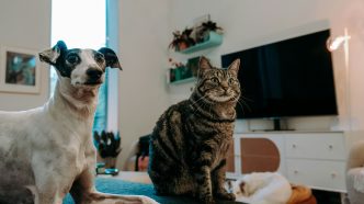 Pet Sitters