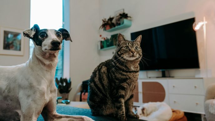 Pet Sitters