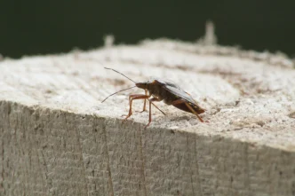 Pest Control