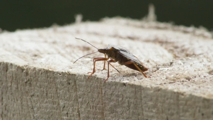 Pest Control