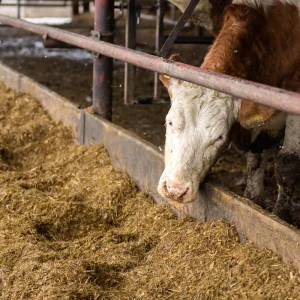Texas Cattle Feeders ICE disruptions