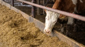 Texas Cattle Feeders ICE disruptions
