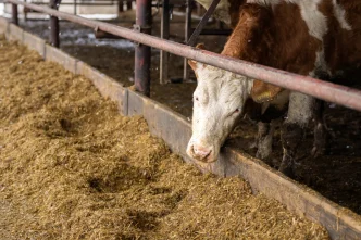 Texas Cattle Feeders ICE disruptions